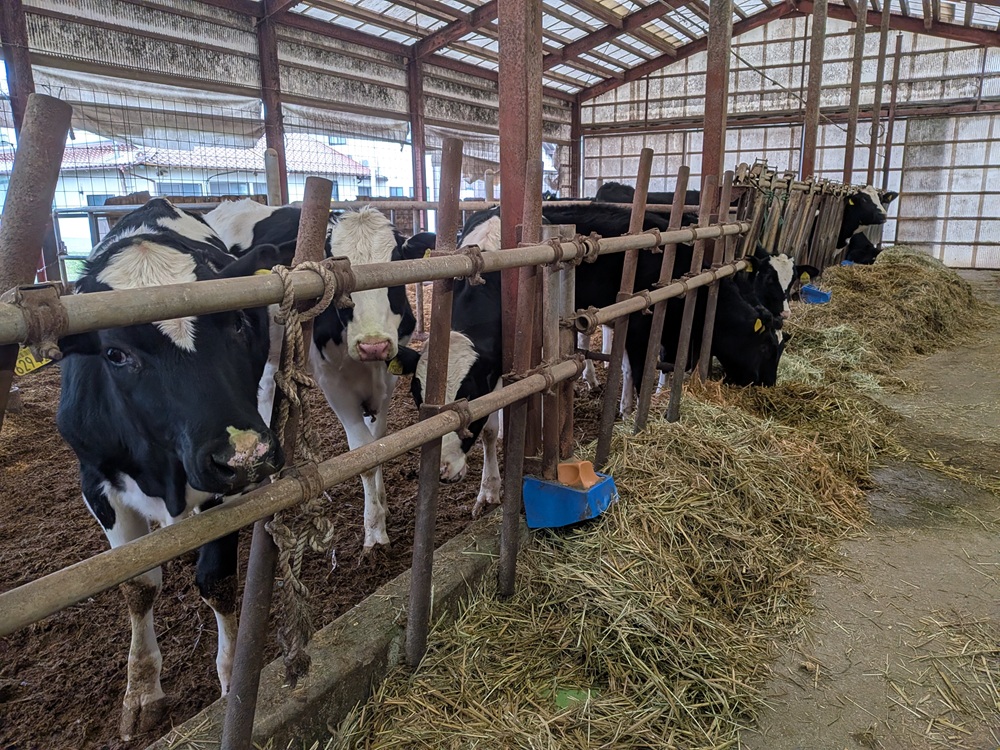 牛舎の様子