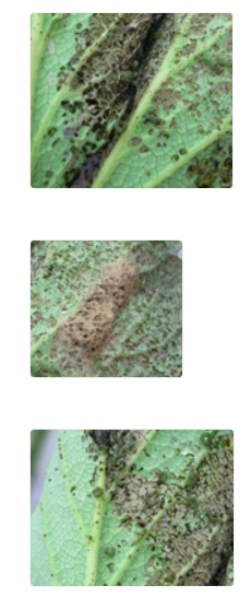 イチゴの害虫 AIによる画像解析