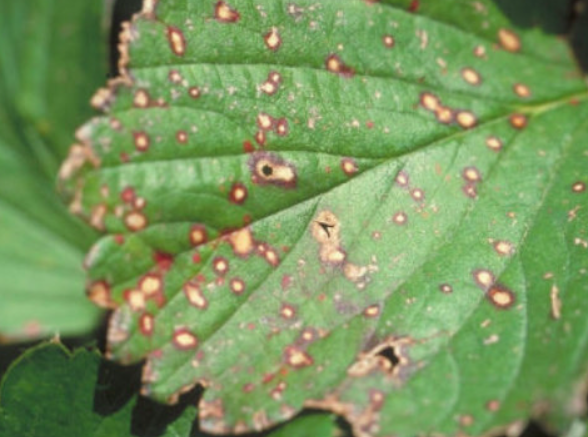 イチゴの葉に白い粉状の斑点が広がっている写真