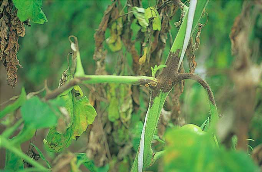 患部のアップ:茎の分枝部に暗褐色の壊死病斑