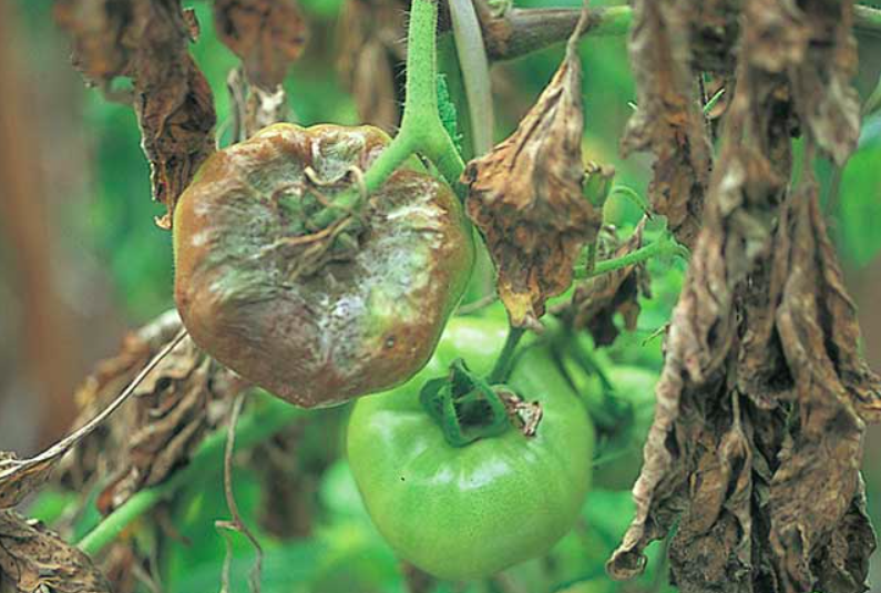 果実の腐敗:表面に褐色斑点、組織が崩壊