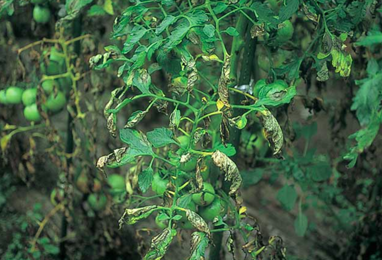 株全体:広範囲の萎凋と葉の枯れ込み