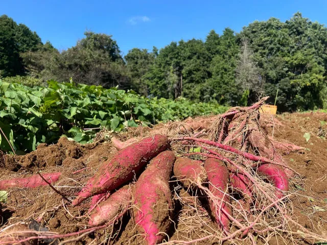 サツマイモ掘り